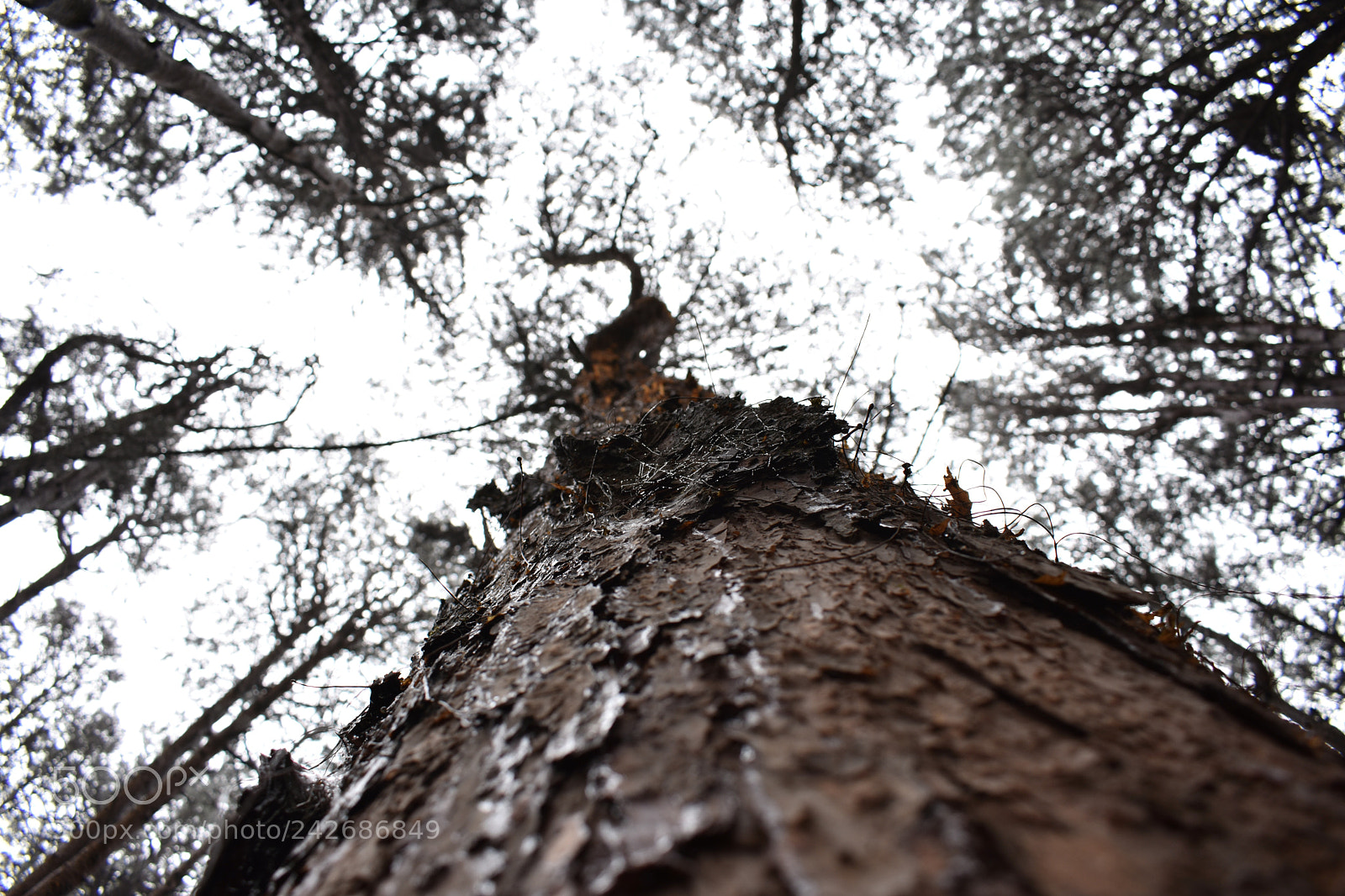 Nikon D3400 sample photo. The human eye view photography