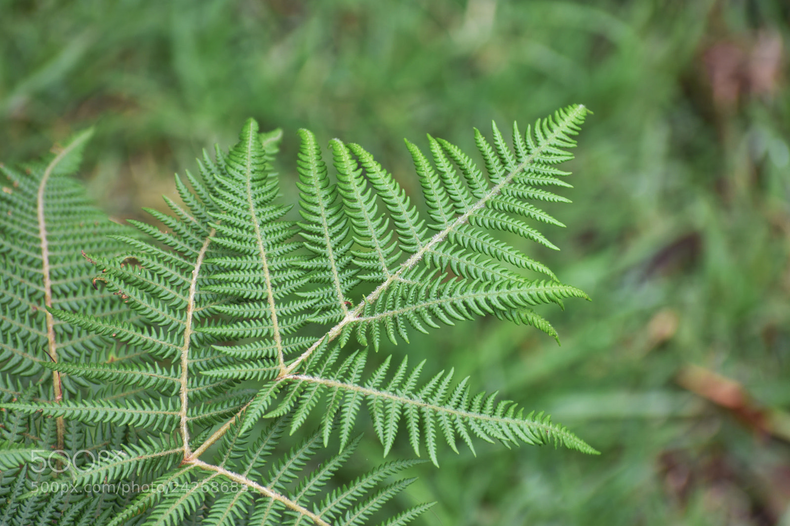 Nikon D3400 sample photo. Natural blade photography