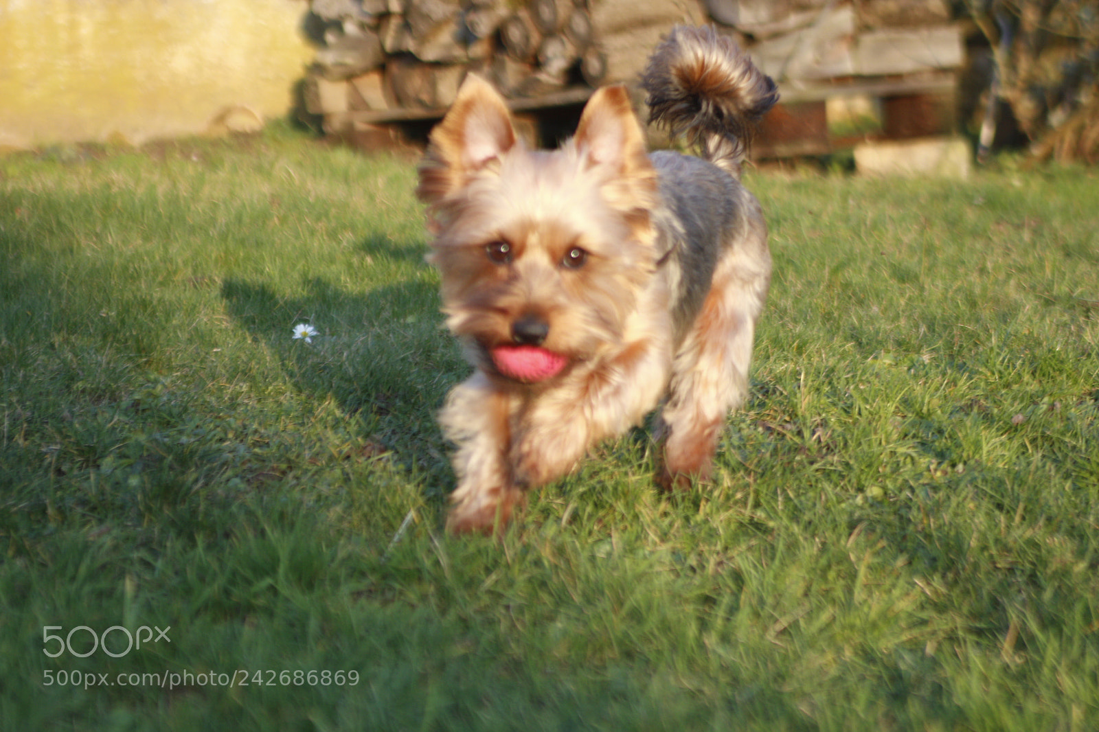 Canon EOS 650D (EOS Rebel T4i / EOS Kiss X6i) sample photo. Blue ball photography