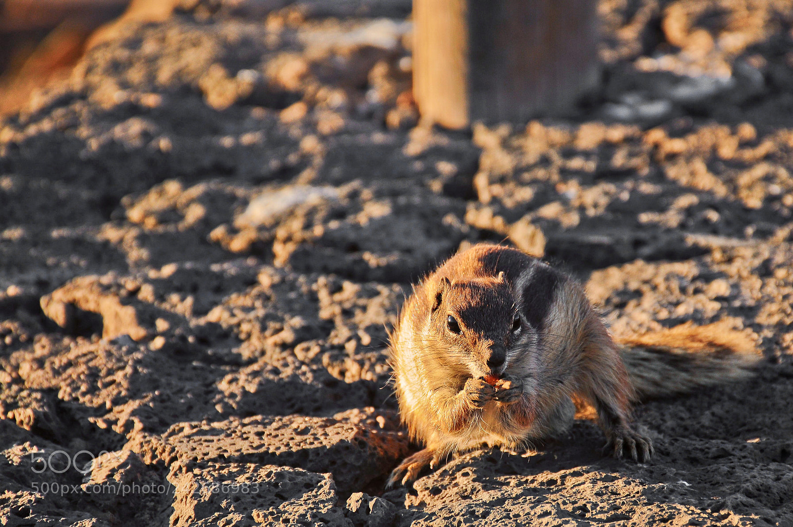 Nikon D300 sample photo. Crunch crunch photography