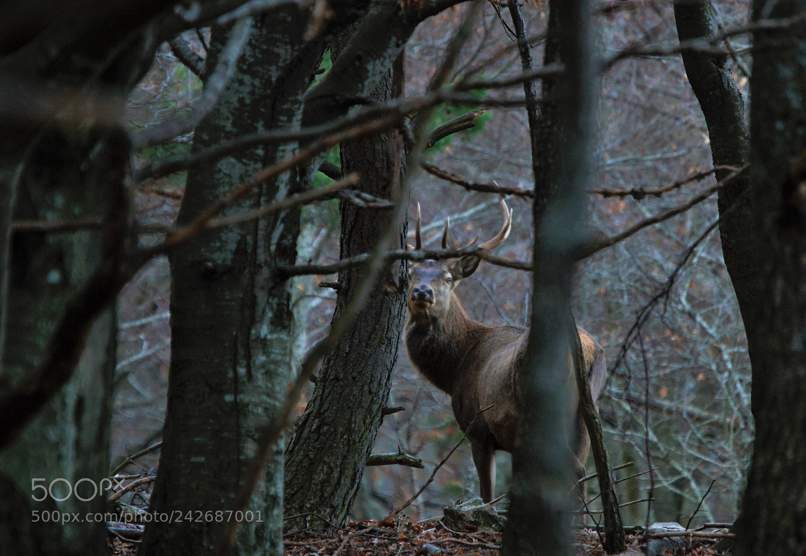 Canon EOS 20D sample photo. Le roi des for photography
