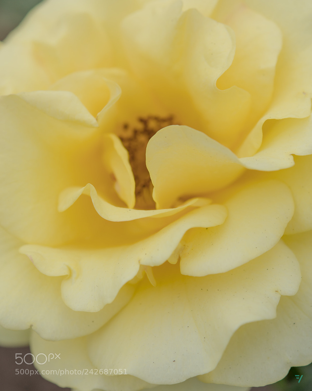 Nikon D7200 sample photo. Yellow curves-2 photography