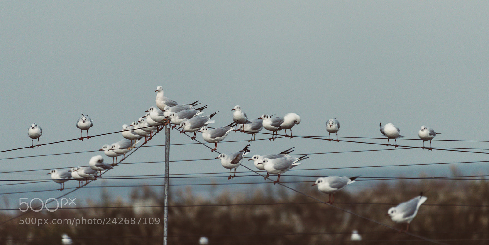 Nikon D810 sample photo. A flock of seagulls photography