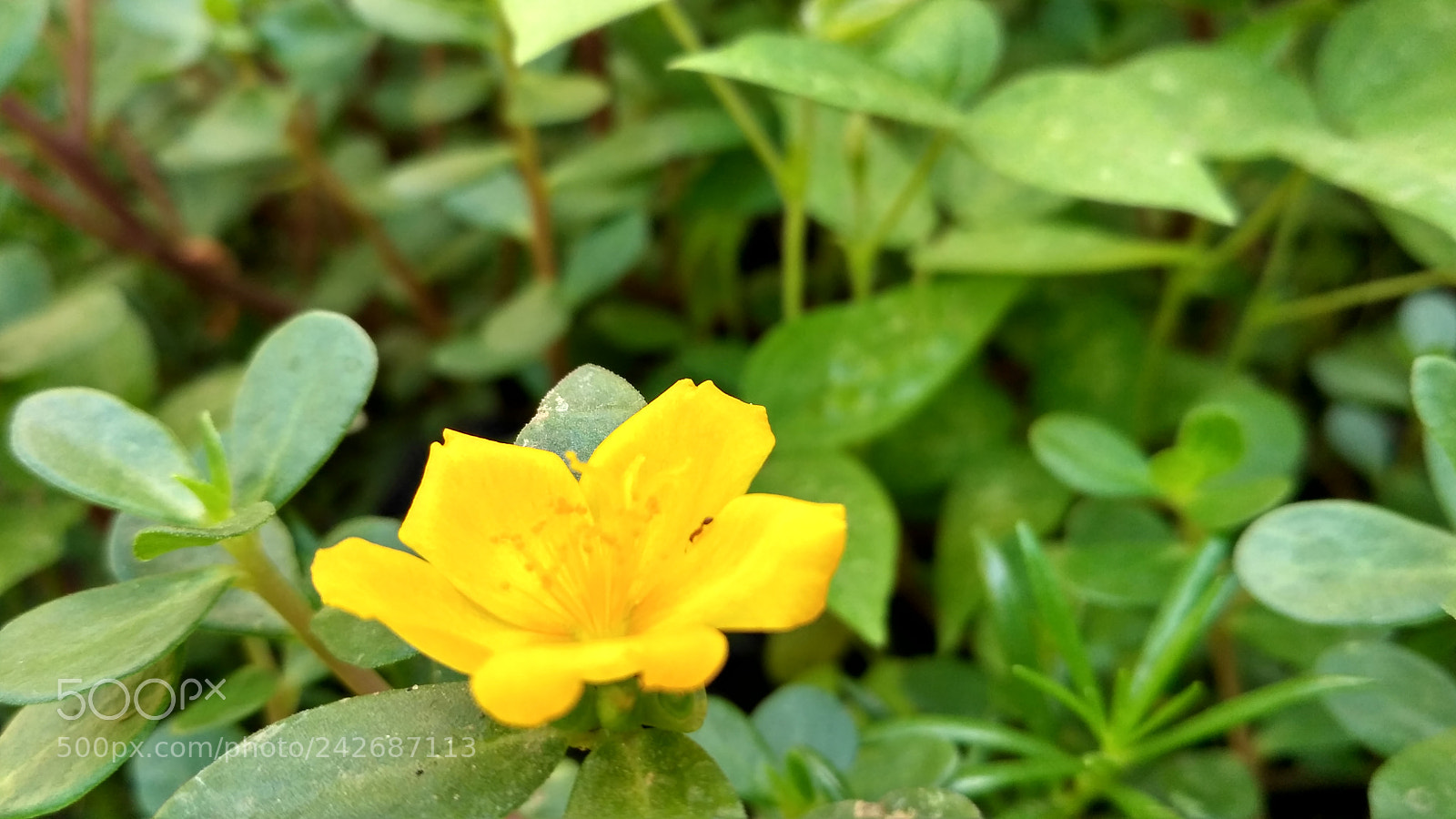 Xiaomi Redmi 3S sample photo. Untitled photography