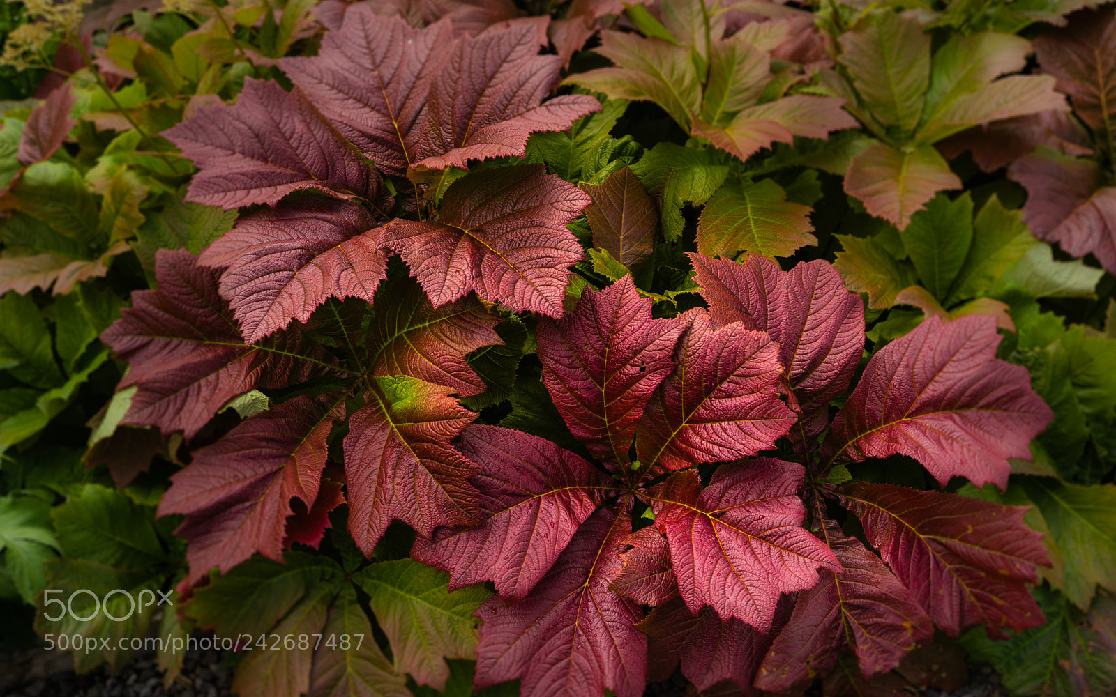 Leica M (Typ 240) sample photo. Scotland memories - colours photography