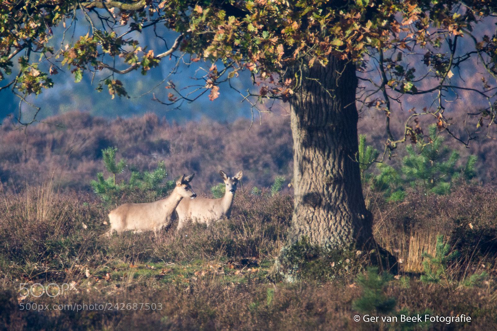 Nikon D7500 sample photo. Roe deer photography