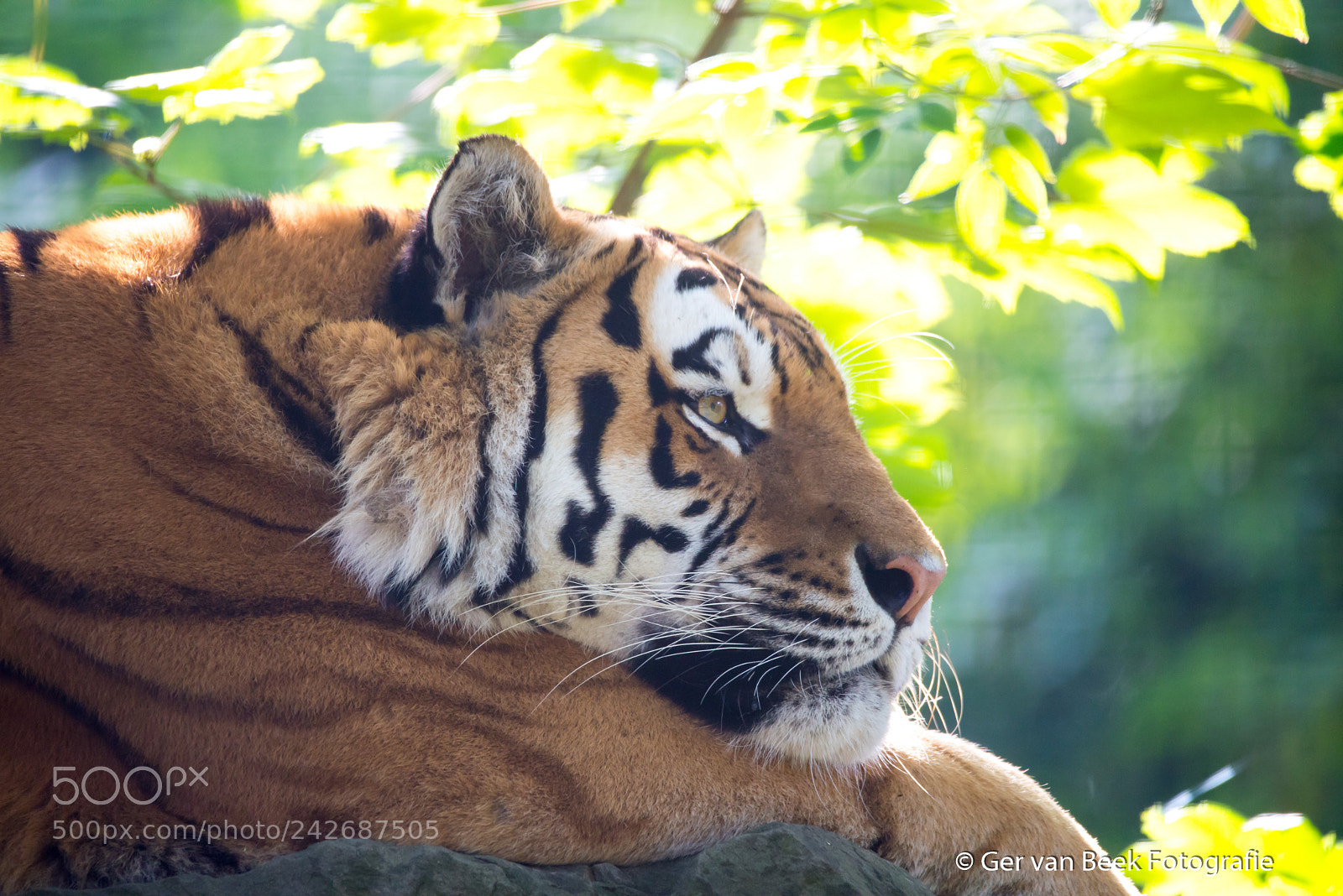 Nikon D610 sample photo. Tiger photography