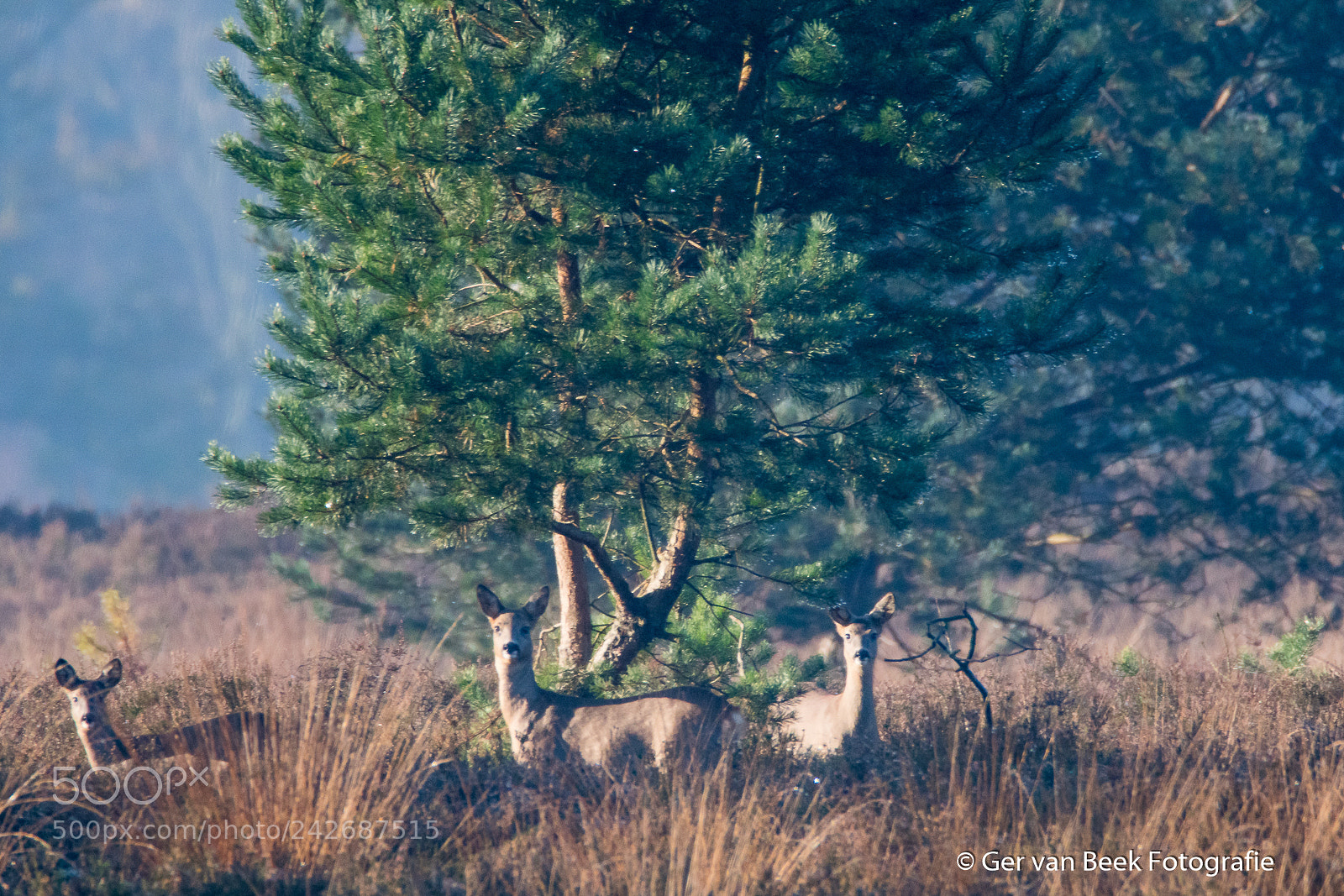 Nikon D7500 sample photo. Roe deer photography