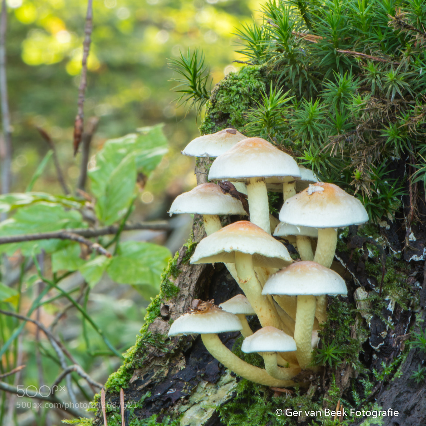 Nikon D7500 sample photo. Unknown mushroom photography