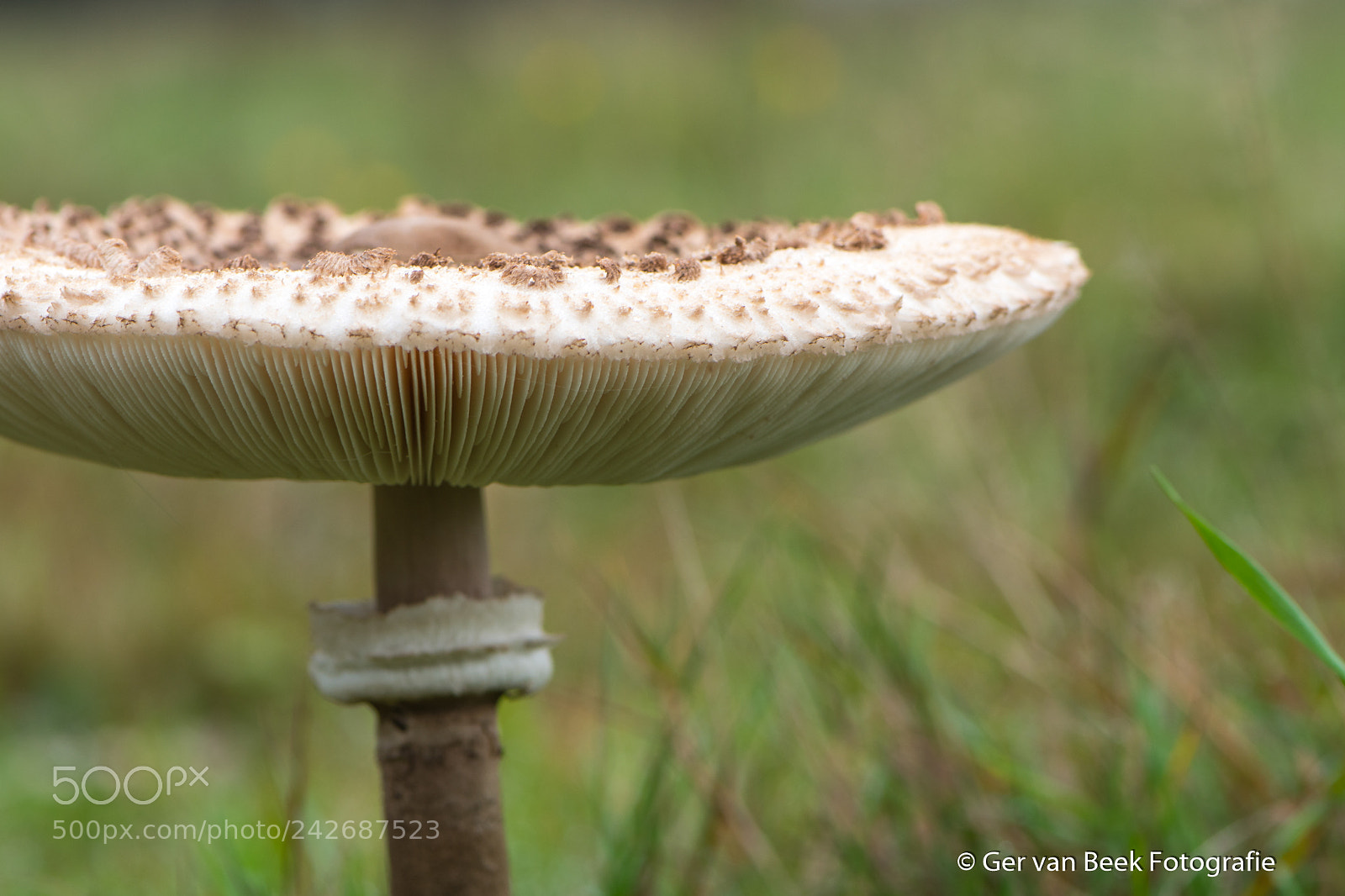 Nikon D7500 sample photo. Detail mushroom photography