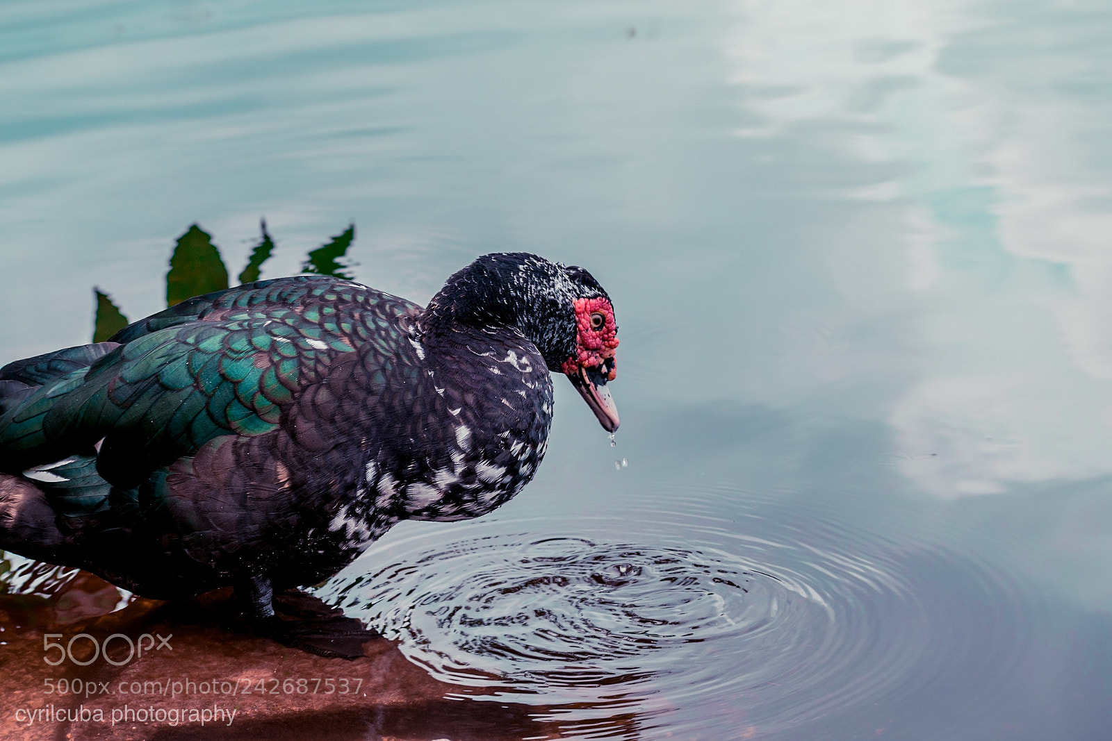 Nikon D5500 sample photo. Duck photography