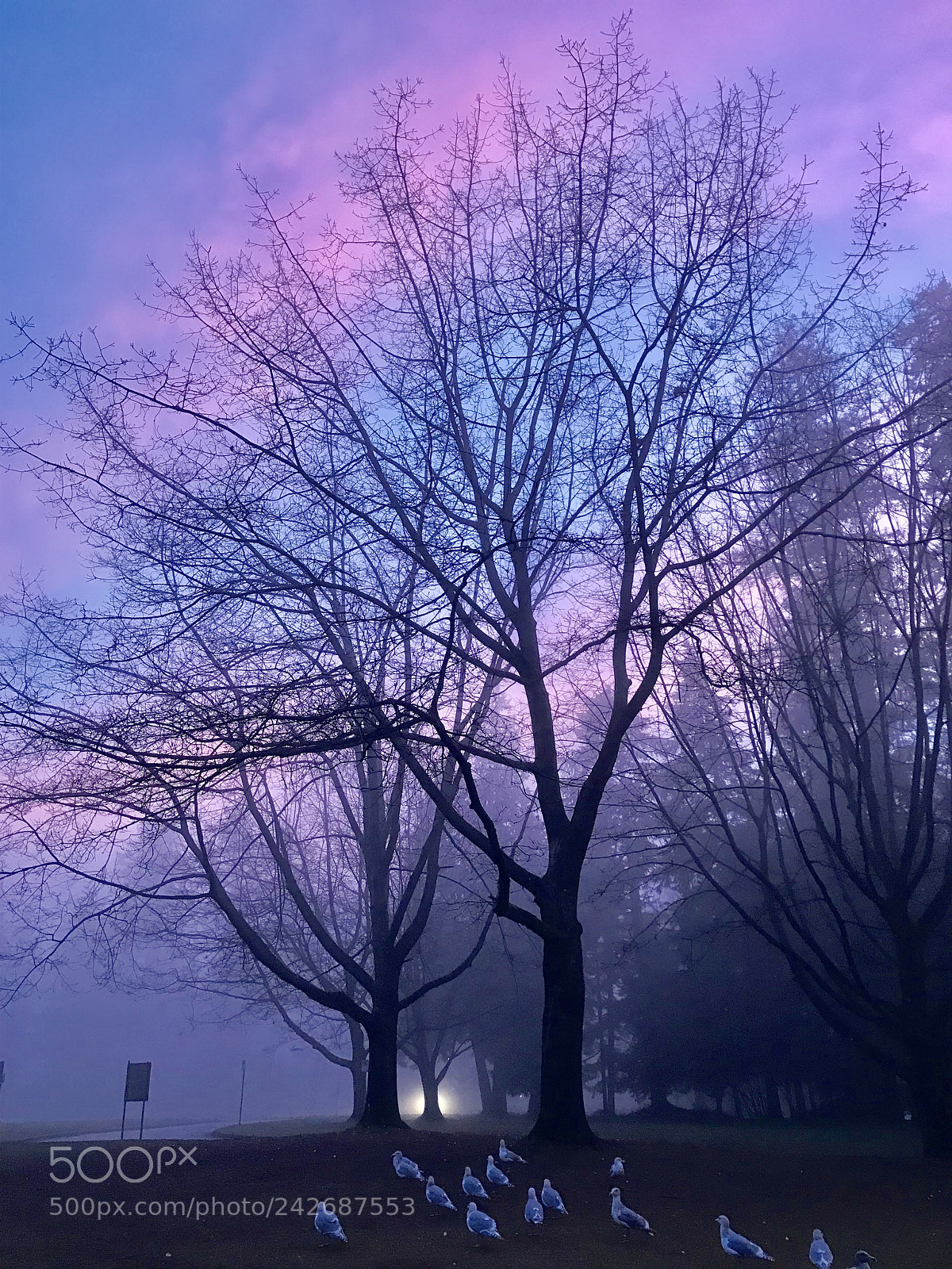 Apple iPhone 7 Plus sample photo. Sunset in a foggy photography