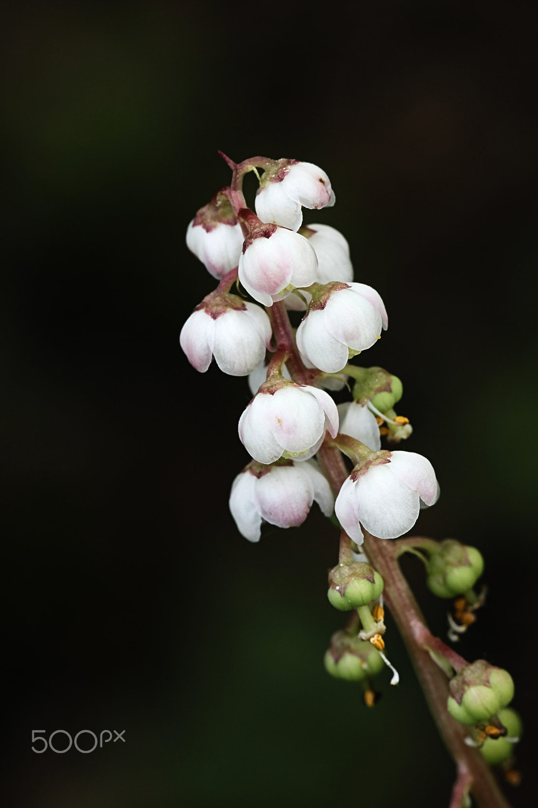Canon EF 100mm F2.8L Macro IS USM sample photo. Blooming intermediate wintergreen, pyrola media photography
