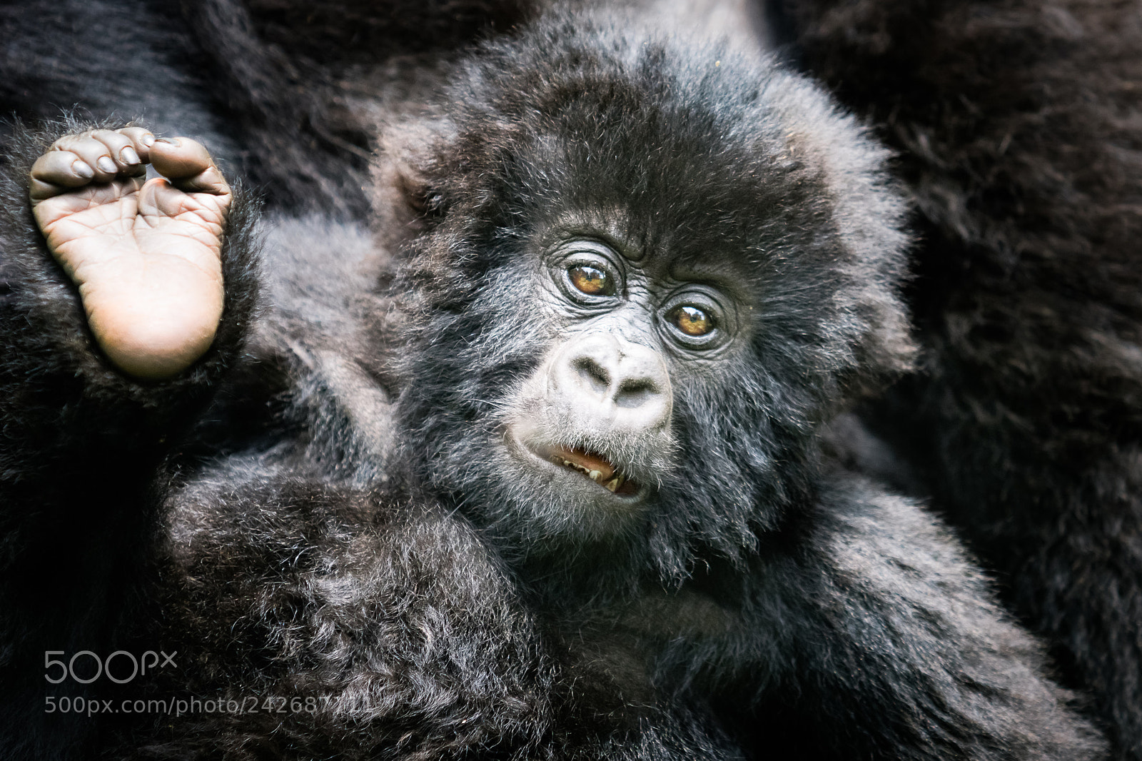 Sony ILCA-77M2 sample photo. Baby gorilla photography