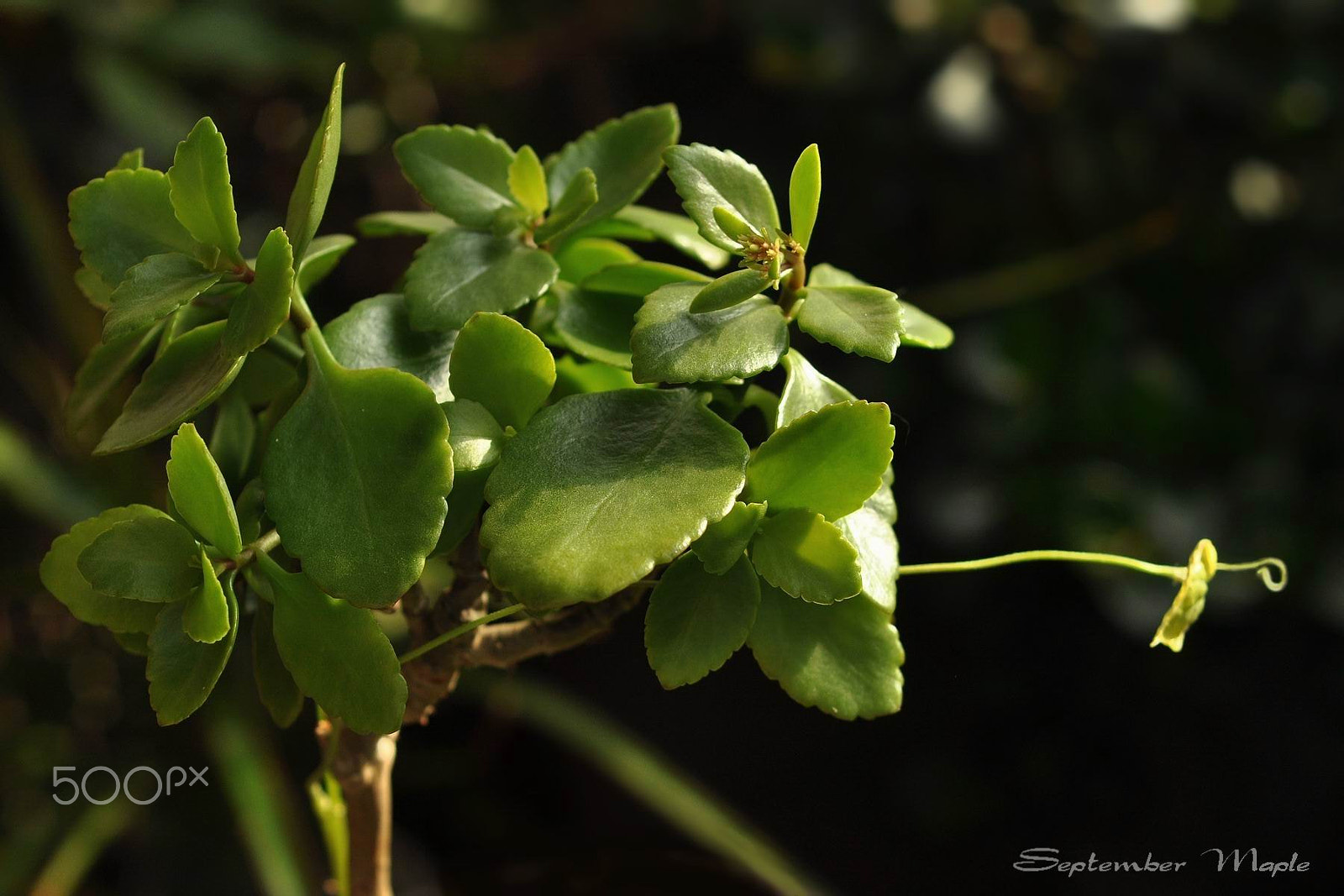 Nikon D90 + Nikon AF Nikkor 50mm F1.8D sample photo. 冬天里的春天 4 photography