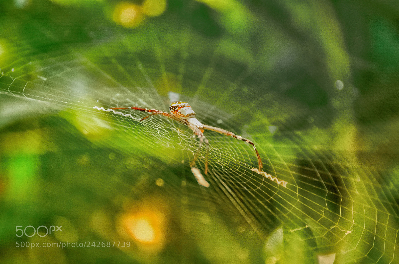 Nikon D5100 sample photo. Spidey photography