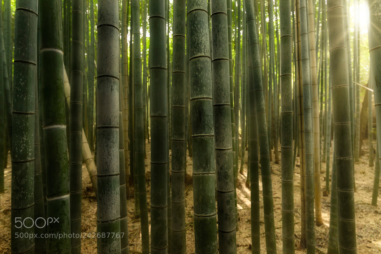 Nikon D610 sample photo. Arashiyama bamboo forest photography