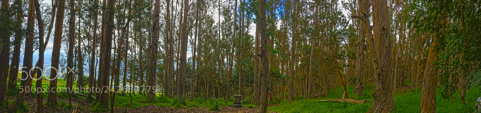 Apple iPhone 6s sample photo. Poli poli grove photography