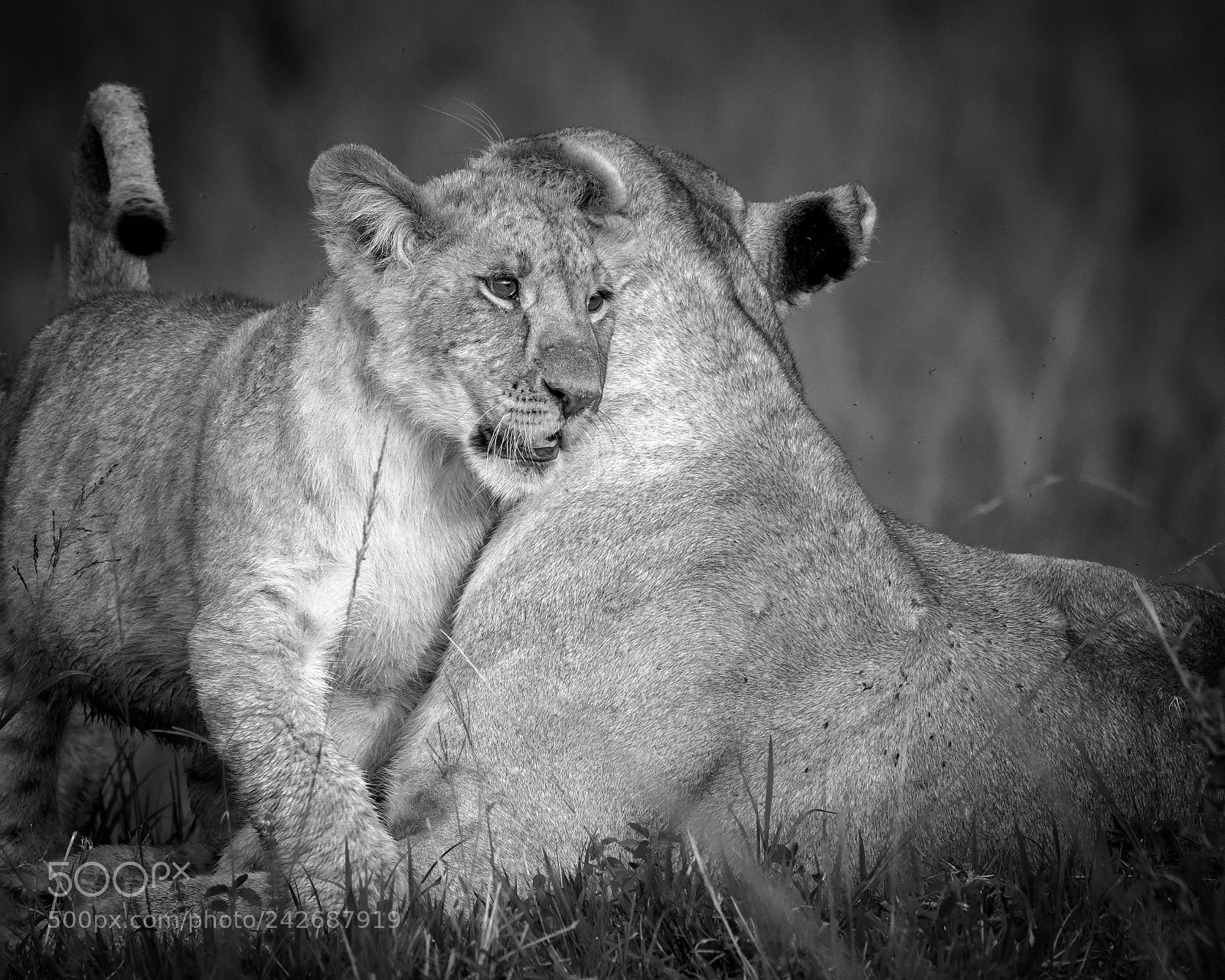 Nikon D850 sample photo. Cub cuddle photography