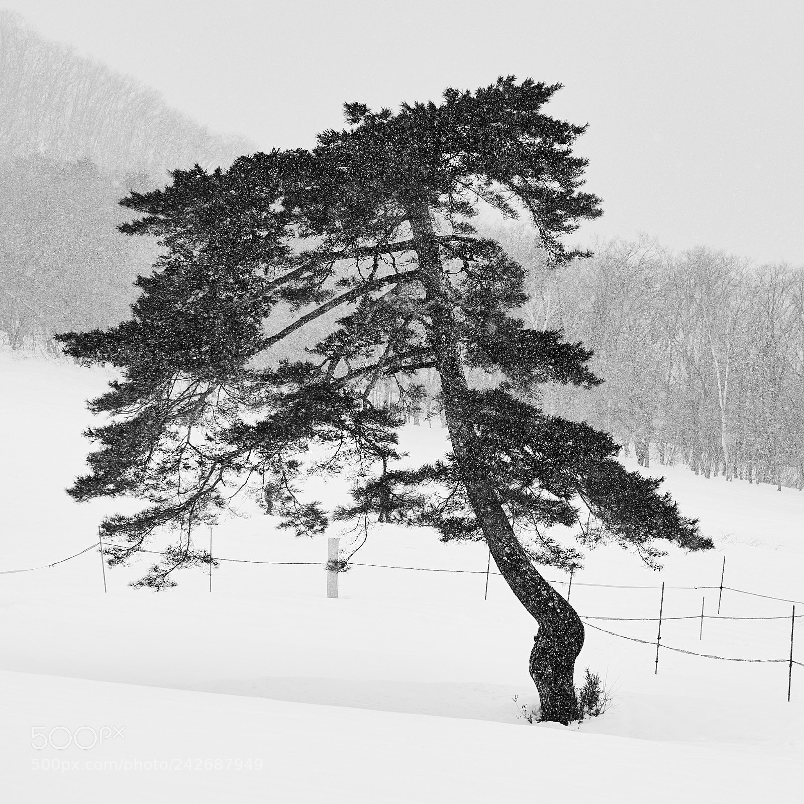 Nikon D850 sample photo. Lone pine, hakuba, japan photography