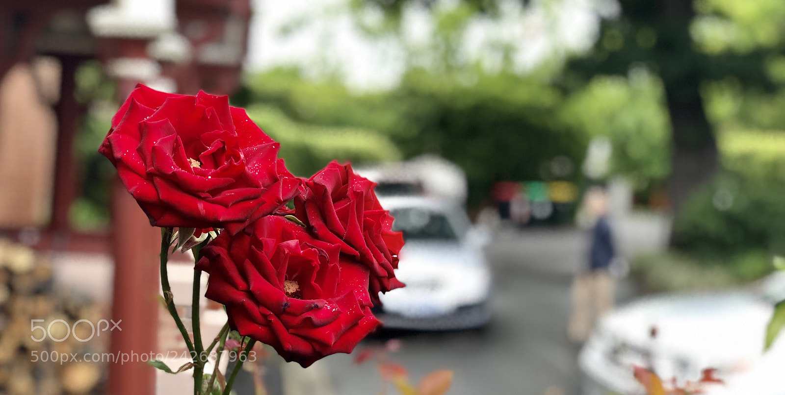 Apple iPhone X sample photo. Rose photography