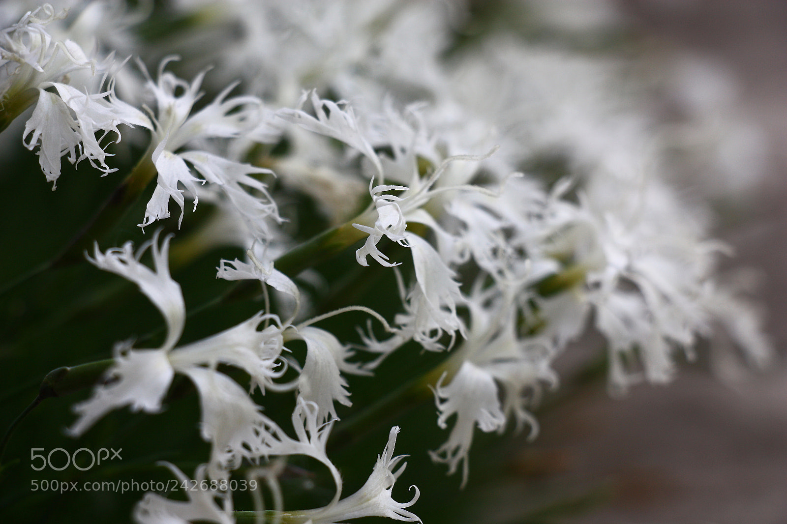 Canon EOS 450D (EOS Rebel XSi / EOS Kiss X2) sample photo. White carnation arenaria. photography