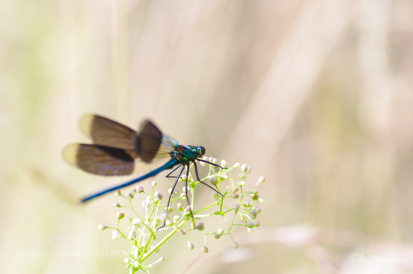 Pentax K-r sample photo. Untitled photography