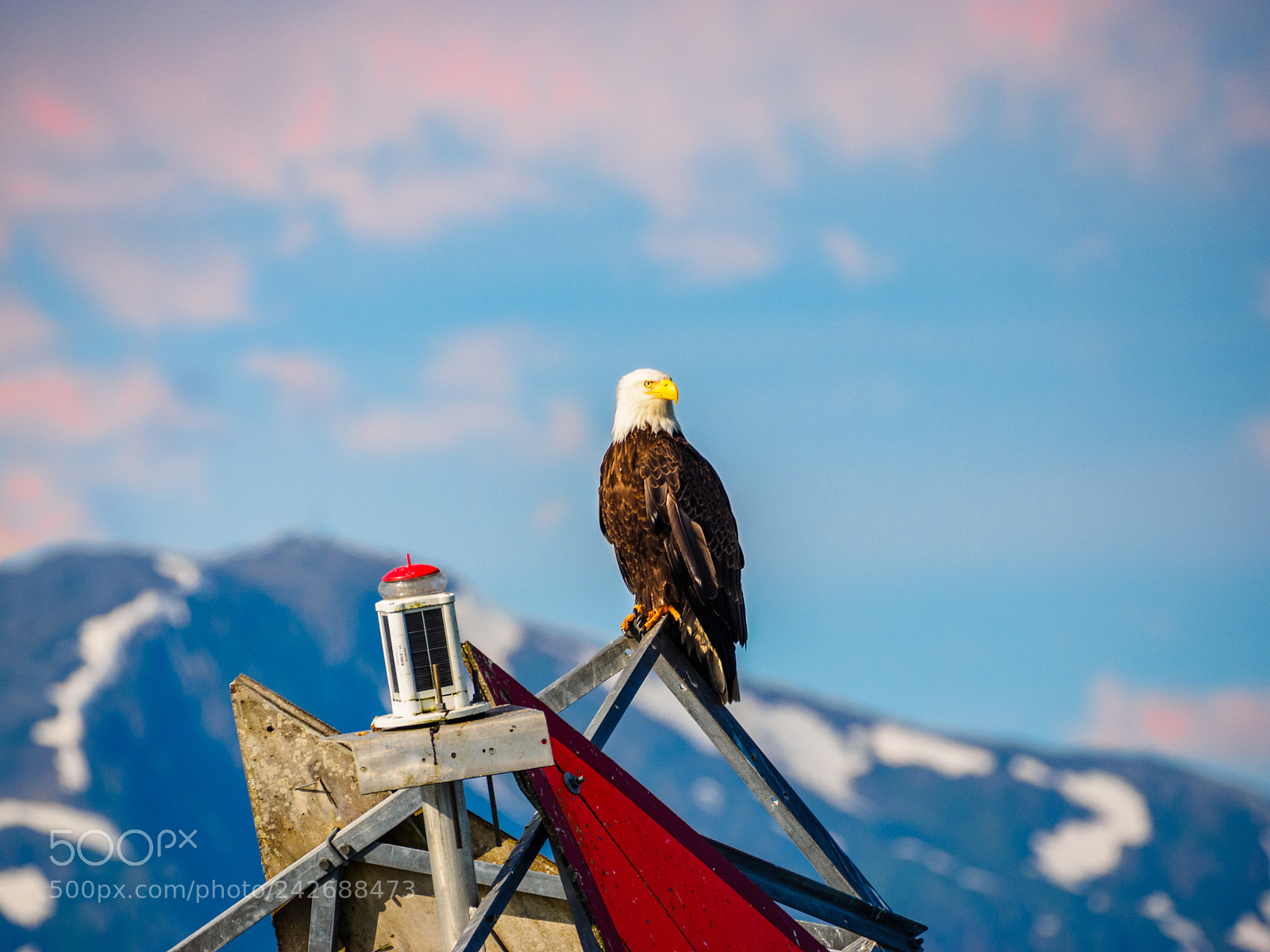Olympus OM-D E-M1 sample photo. Bald eagle in juneau photography