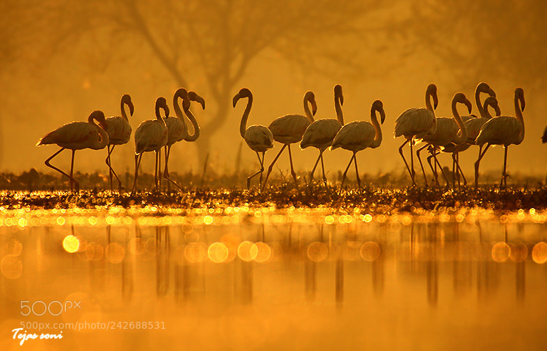 Canon EOS 550D (EOS Rebel T2i / EOS Kiss X4) sample photo. Greater flamingo photography