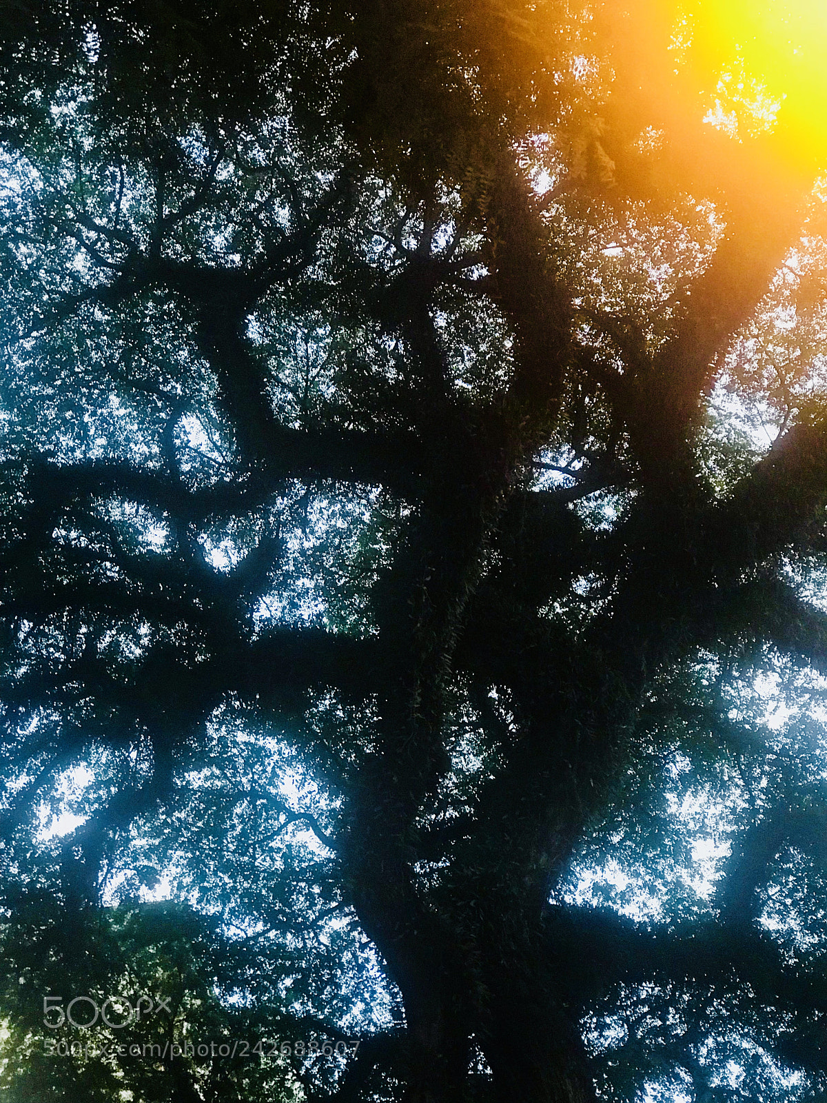 Apple iPhone 7 Plus sample photo. Tree photography