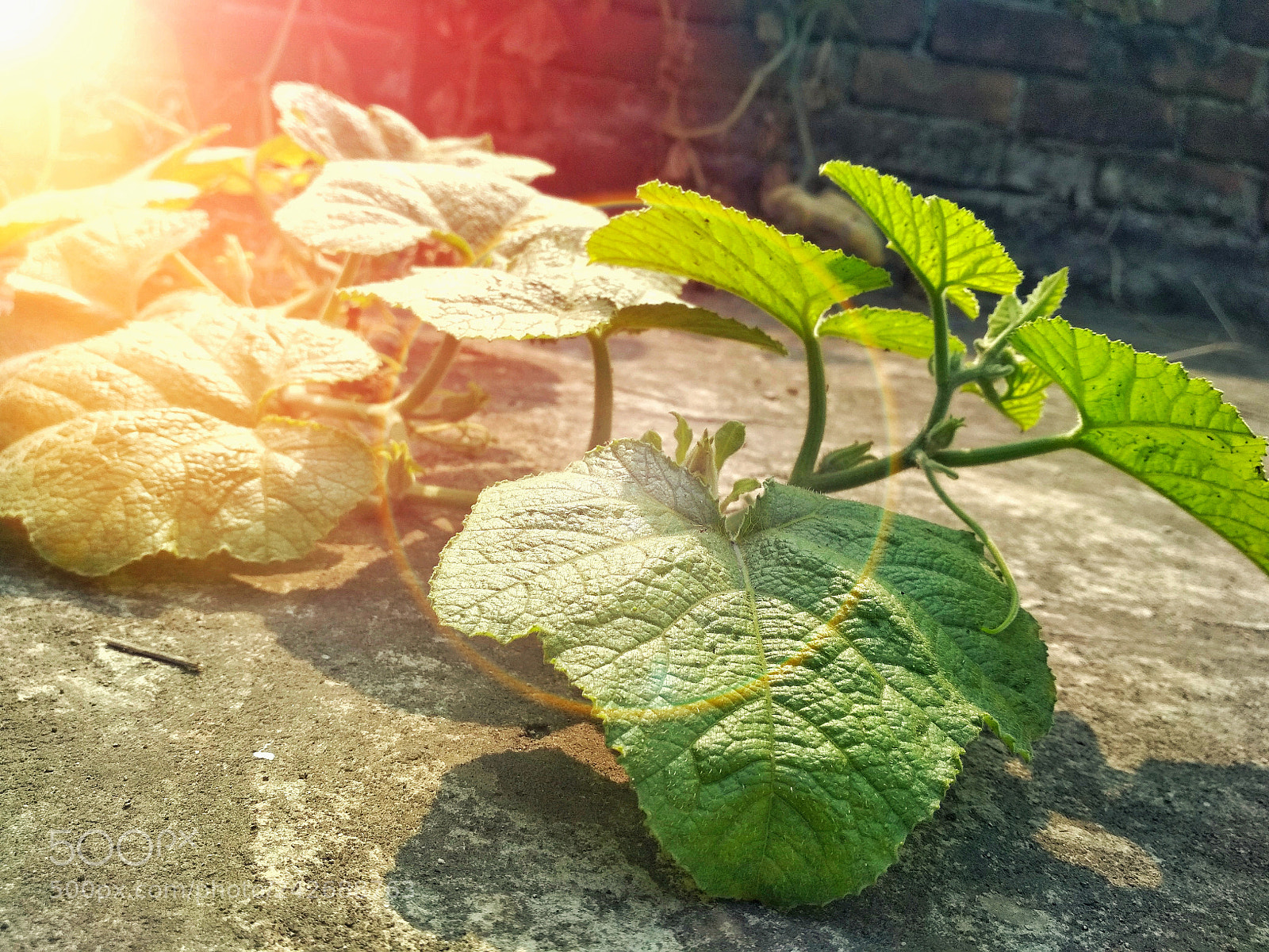 Xiaomi Redmi 4 Pro sample photo. ? photography