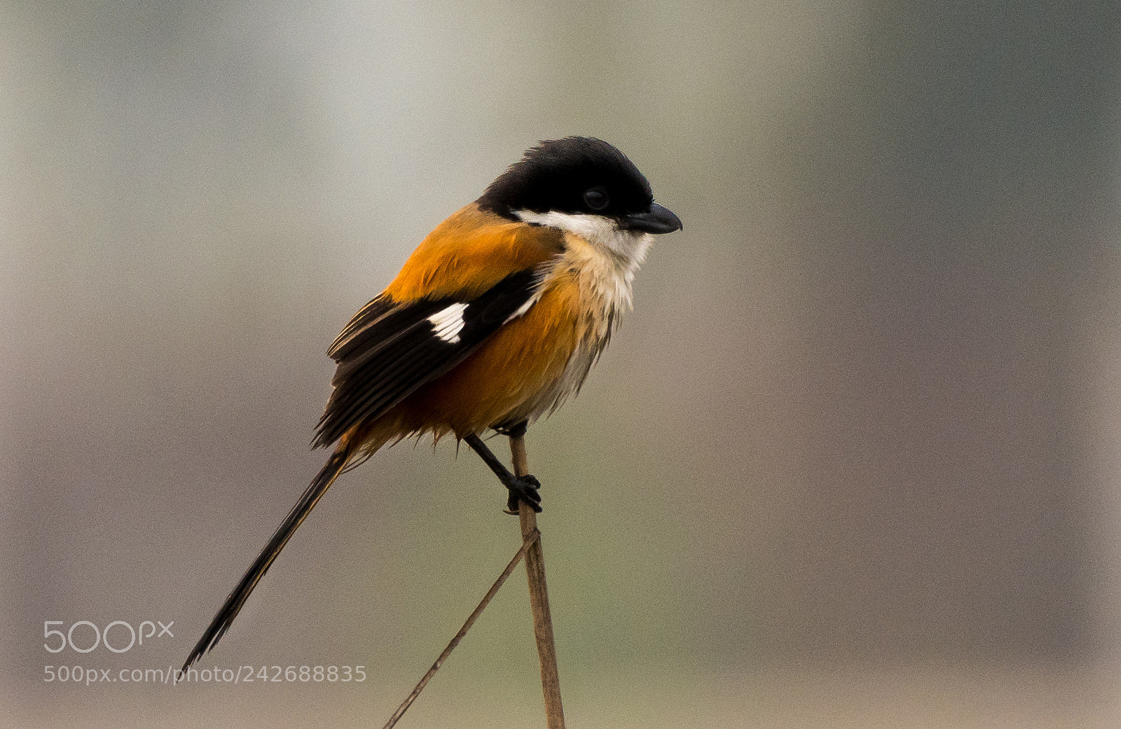 Nikon D500 sample photo. Long tailed shrike photography