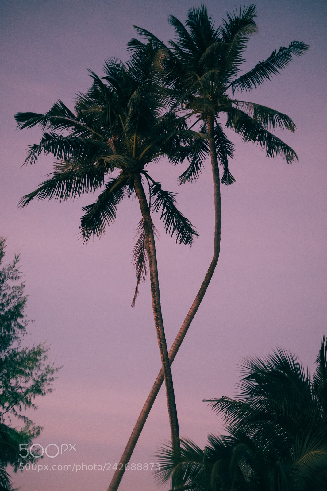 Fujifilm X-T2 sample photo. Twin palms during violet photography