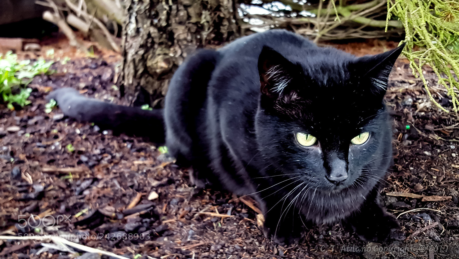 Samsung GALAXY S6 edge sample photo. Prowler photography