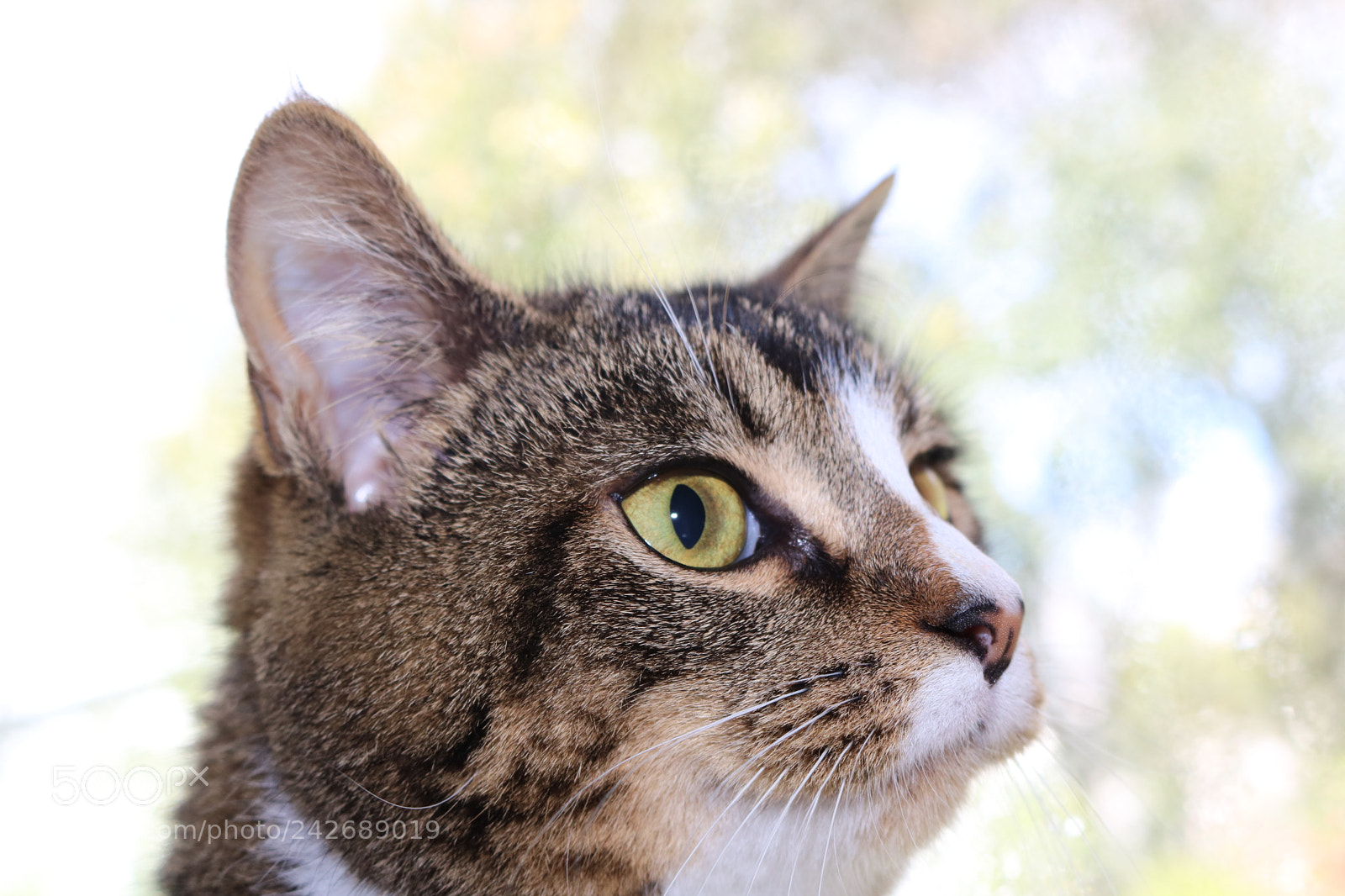 Canon EOS 750D (EOS Rebel T6i / EOS Kiss X8i) sample photo. Img photography