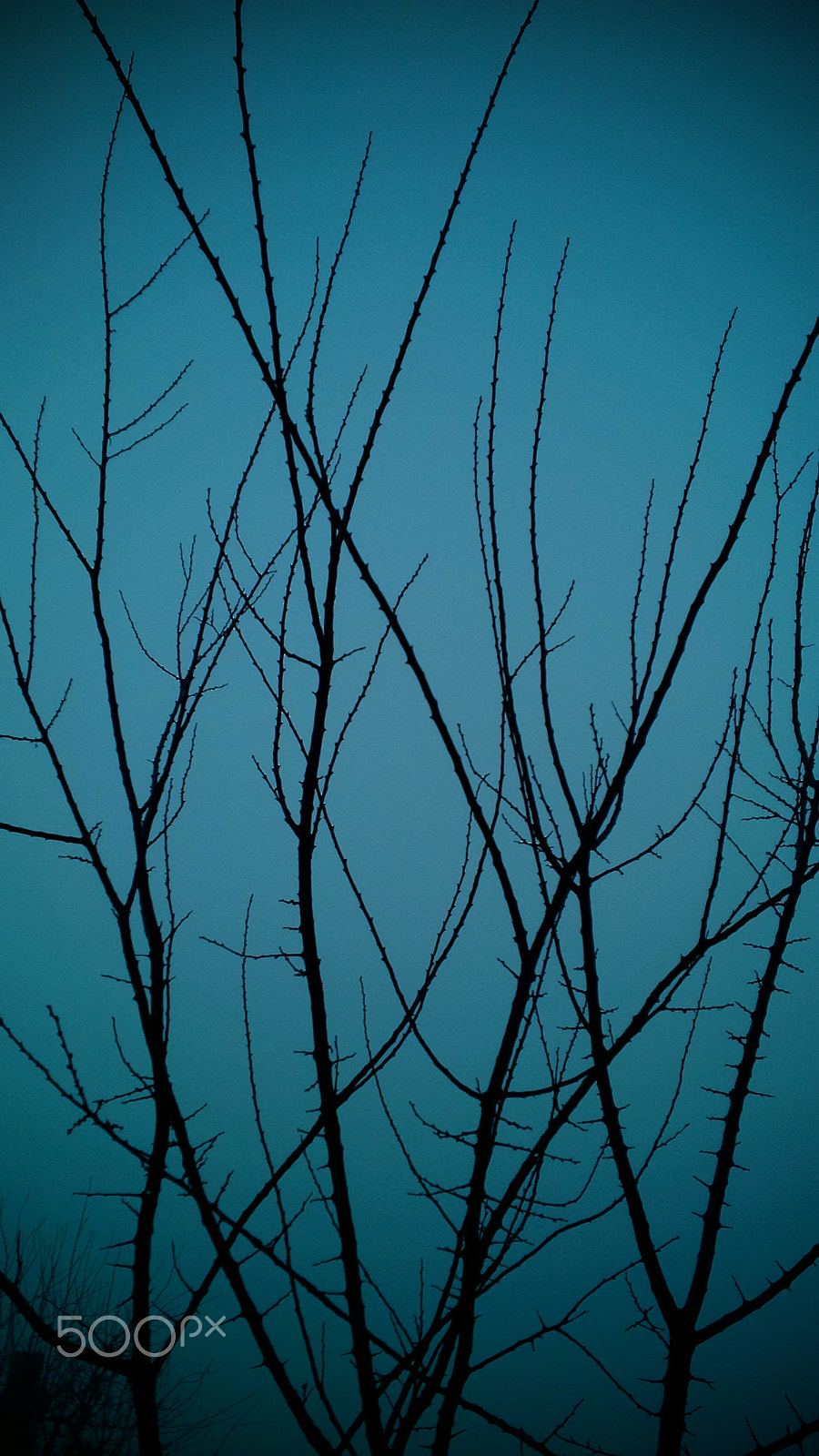 BlackBerry Z10 sample photo