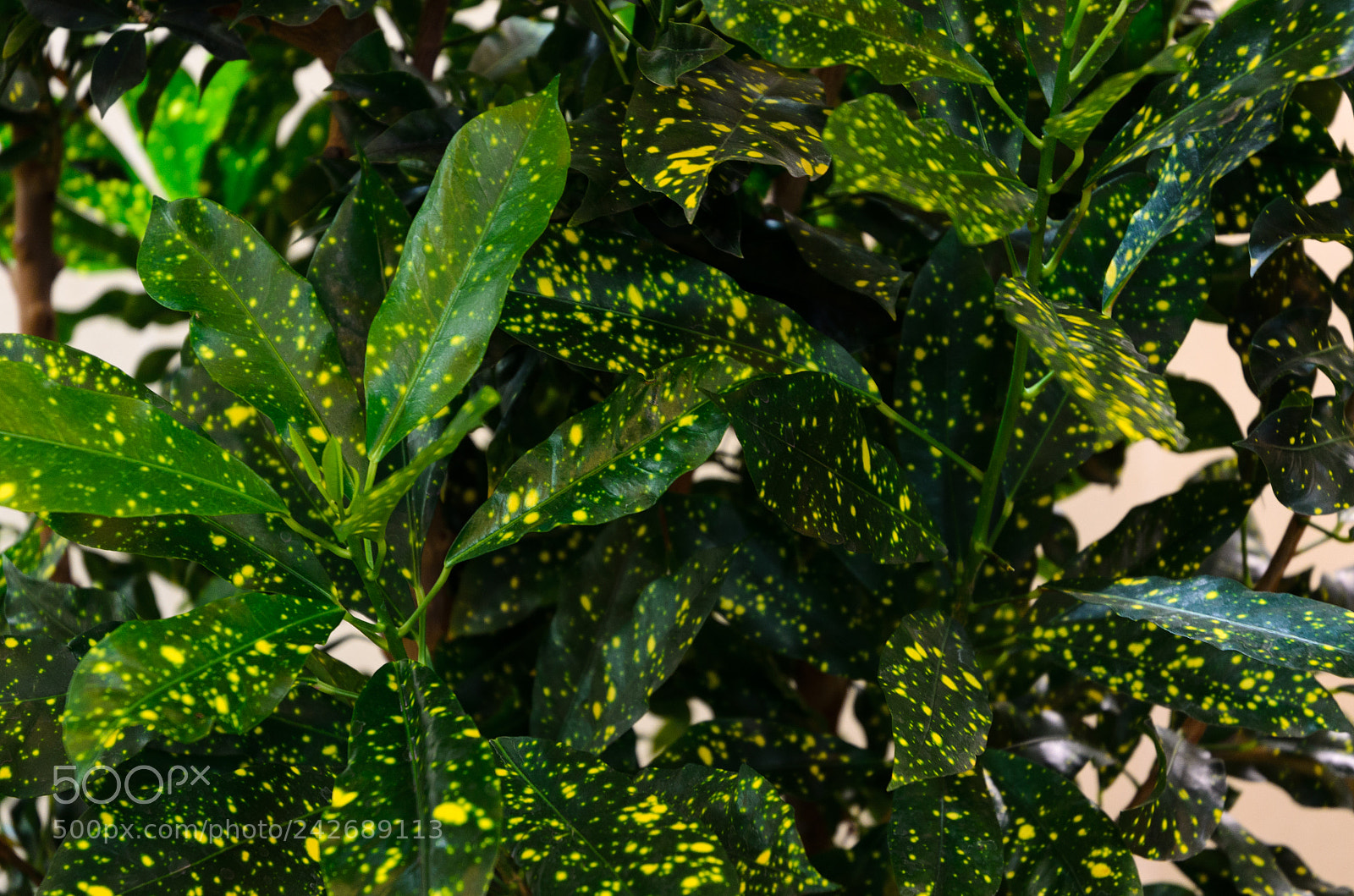 Nikon D5100 sample photo. 267 photography
