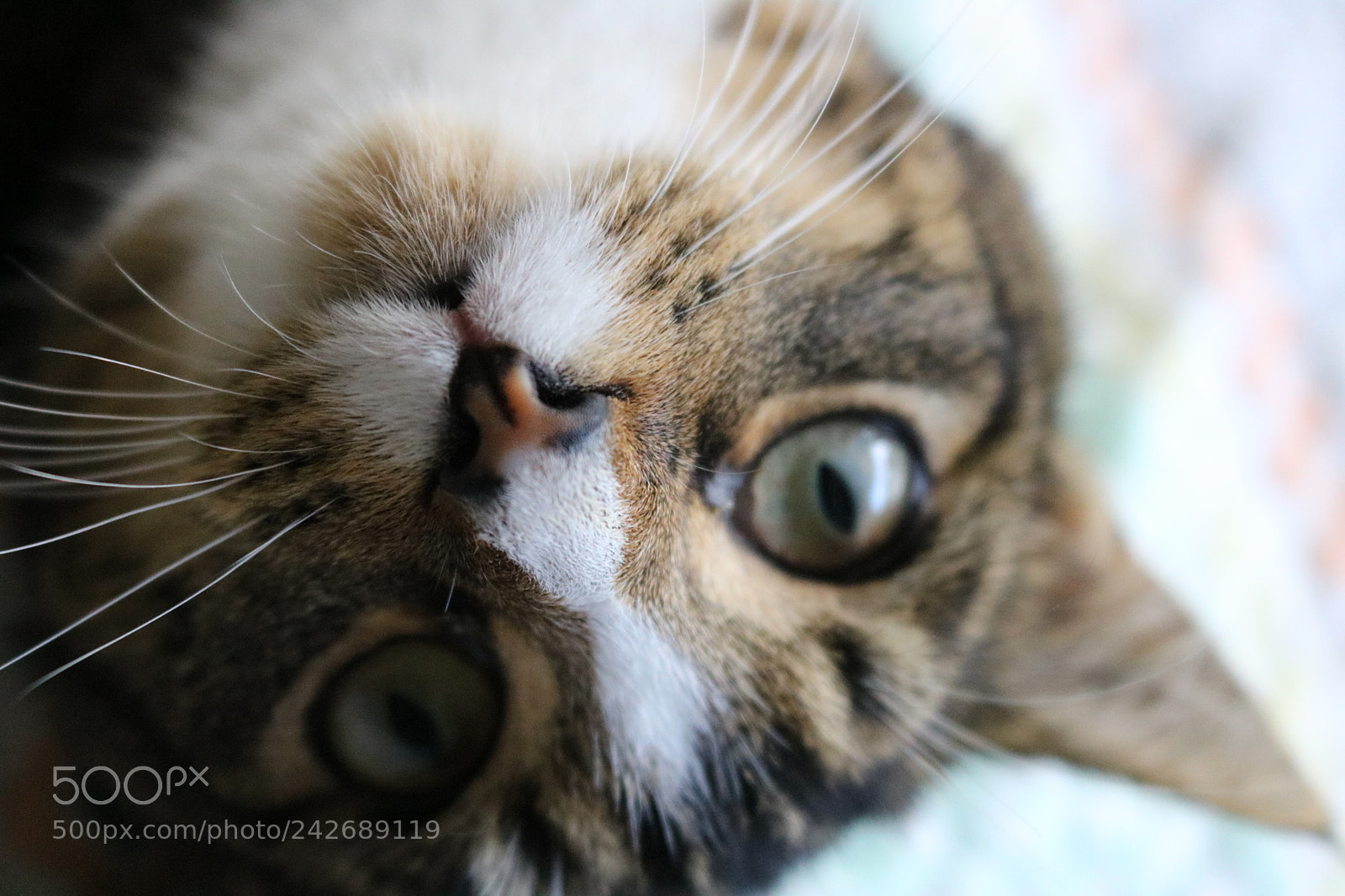 Canon EOS 750D (EOS Rebel T6i / EOS Kiss X8i) sample photo. Img photography