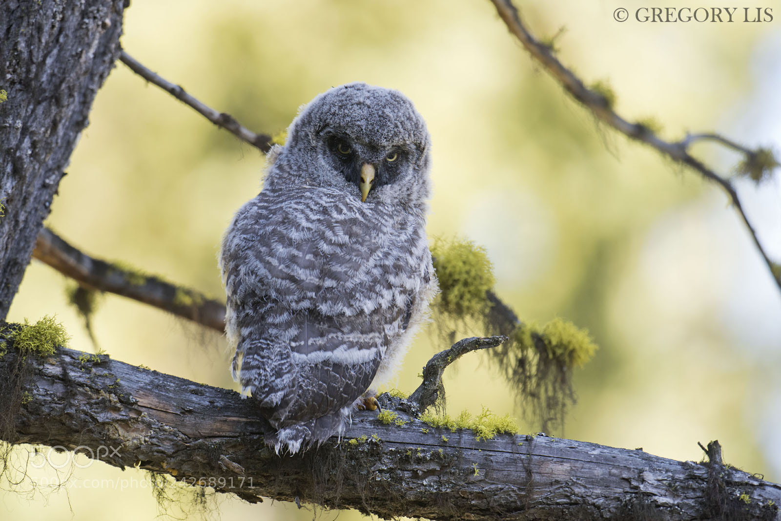 Nikon D810 sample photo. Little great gray owl photography