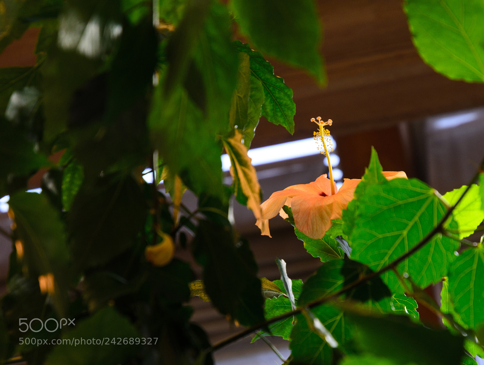 Nikon D5100 sample photo. 268 photography