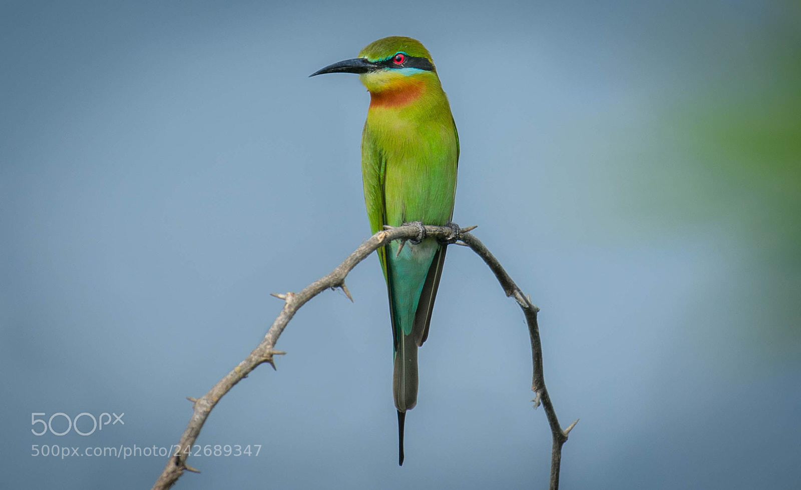 Nikon D5300 sample photo. Blue winged bee eater photography