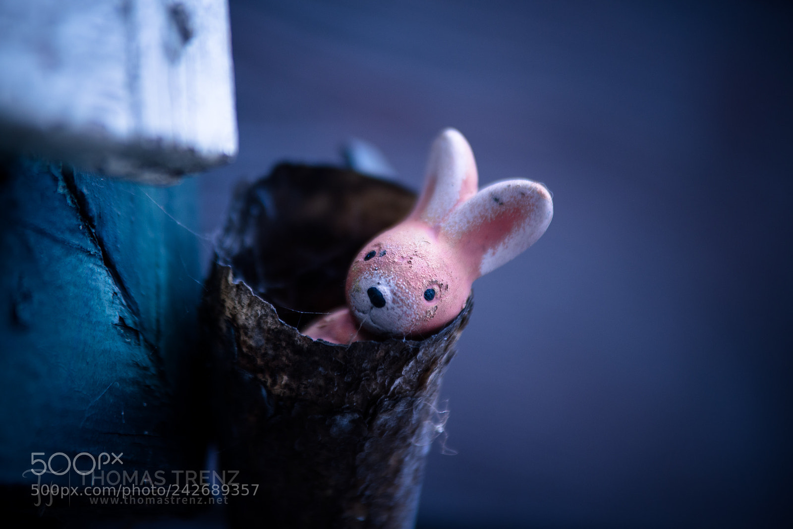 Nikon D600 sample photo. The drinking horn rabbit photography