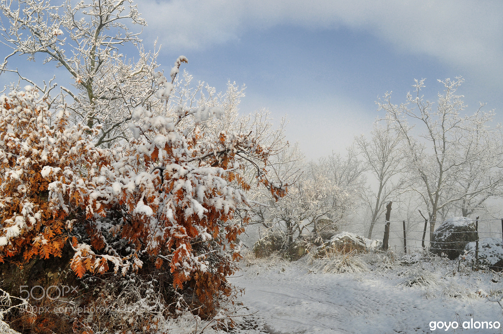 Nikon D5000 sample photo. Puro invierno photography