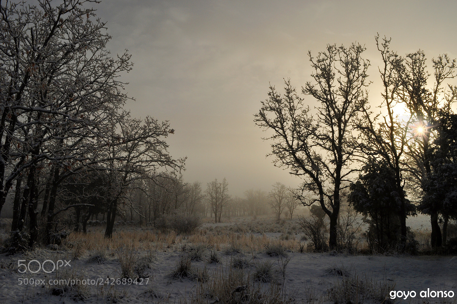 Nikon D5000 sample photo. Puro invierno photography