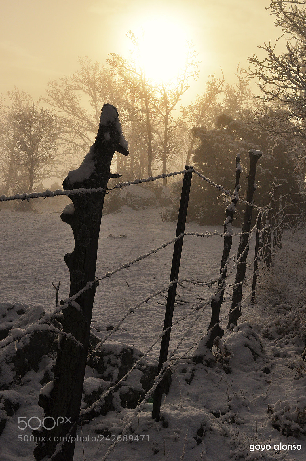Nikon D5000 sample photo. Puro invierno photography