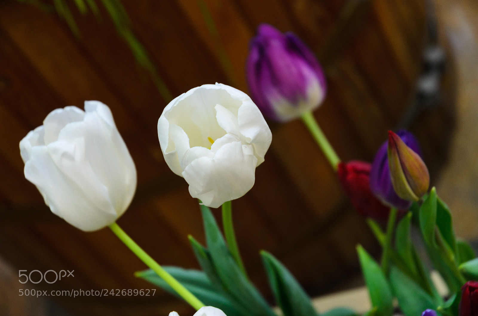 Nikon D5100 sample photo. 269 photography
