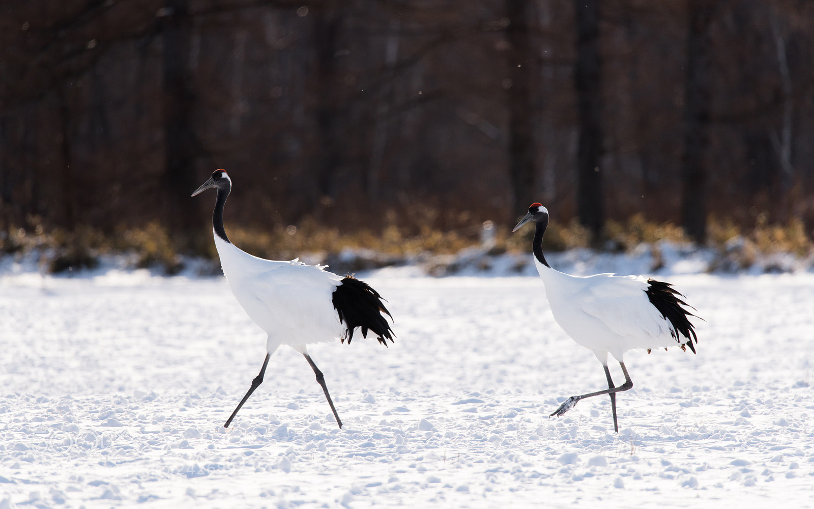 Nikon D850 sample photo. Red crowned cranes in photography