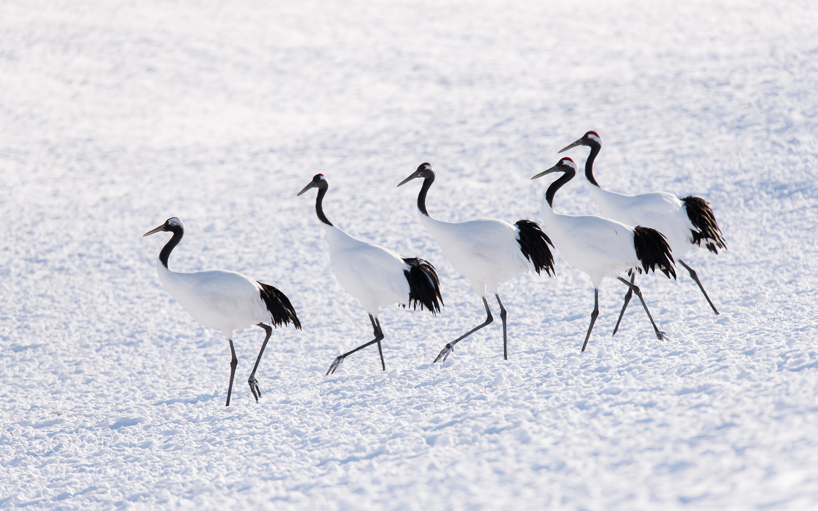 Nikon D850 sample photo. Red crowned cranes in photography