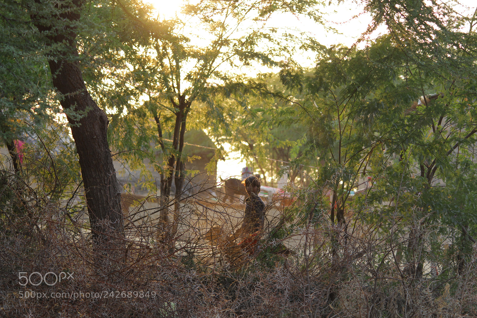 Canon EF-S 55-250mm F4-5.6 IS II sample photo. Img photography