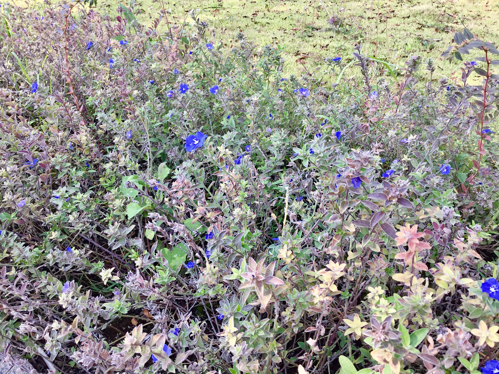 Apple iPad sample photo. Wildflowers photography